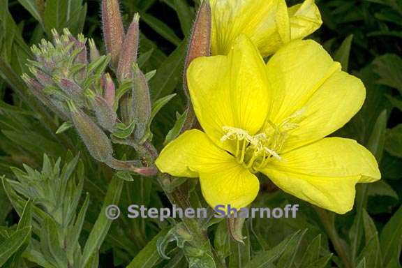 oenothera elata ssp hookeri 1 graphic